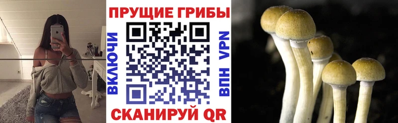 Галлюциногенные грибы прущие грибы  Купить  Артёмовский 